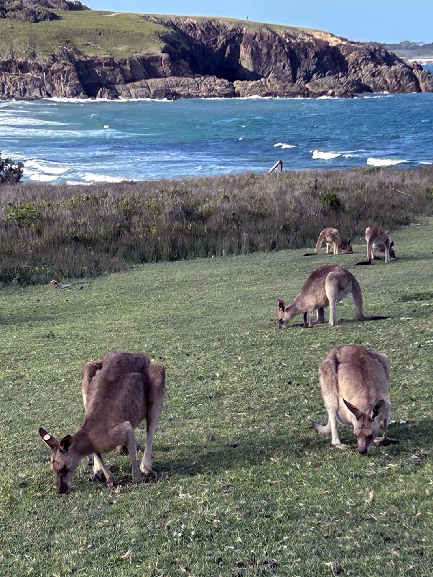 Coffs Harbour Kangaroos Photo: David Willett Coffs Harbour Kangaroos Photo David Willett